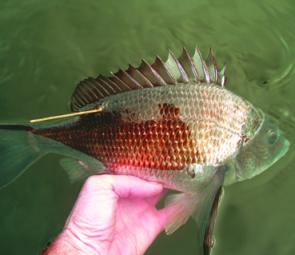 Tagging programs provide evidence that fish like this bream can survive catch and release if handled carefully (image courtesy of Gerard Hawthorne).